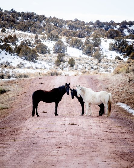 A group of horses is called a "Team" - pretty fitting for One World.